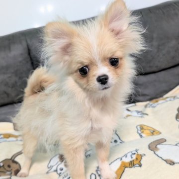 ポメラニアン【愛知県・男の子・2025年5月22日・クリーム】の写真「❤とっても可愛いお顔❤」