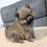 ポメラニアン
