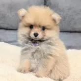 ポメラニアン