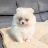 ポメラニアン