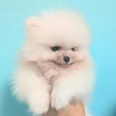 ポメラニアン