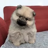 ポメラニアン【愛知県・男の子・2025年10月21日・ウルフセーブル】の写真2