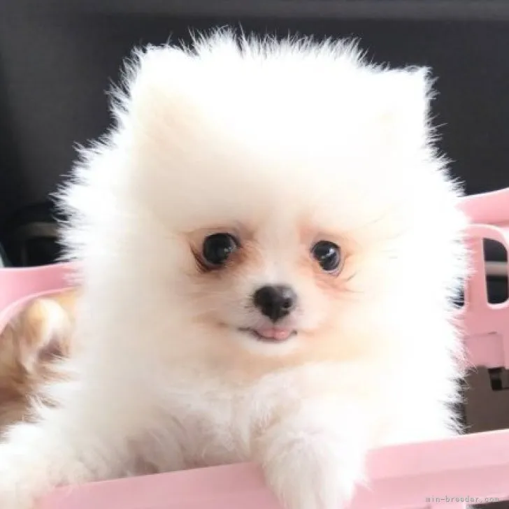 ID：2305-01338の子犬