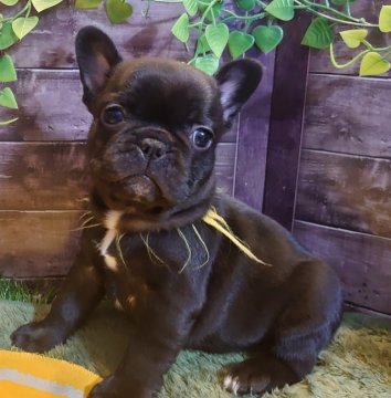フレンチブルドッグ【愛知県・女の子・2022年2月4日・ブリンドル】の写真「背中は漆黒のブリンドルちゃん★」