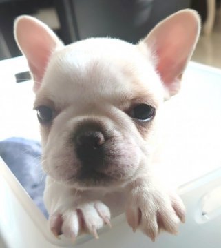 フレンチブルドッグ【愛知県・女の子・2022年2月4日・クリーム】の写真「背中にうす茶色の模様があります！(｡•̀ᴗ-)」