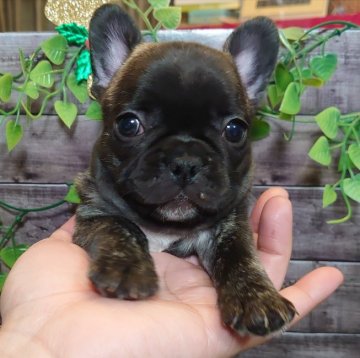 フレンチブルドッグ【愛知県・女の子・2022年2月4日・ブリンドル】の写真「キレイなタイガーブリンドル♡(> ਊ <)★★」