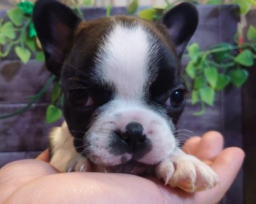 フレンチブルドッグ【愛知県・女の子・2022年2月4日・パイド】の写真「キレイな牛柄です！！(●´ω｀●)」