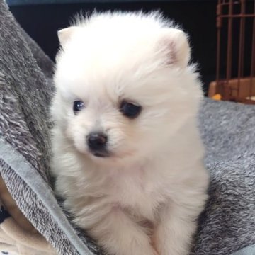 ポメラニアン【愛知県・女の子・2023年4月28日・ホワイト】の写真「真っ白な被毛でお顔も可愛い💕」