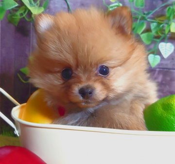 ポメラニアン【愛知県・女の子・2022年1月16日・オレンジ】の写真「ママはハドレーの良血統(*˘︶˘*).｡.:*♡」