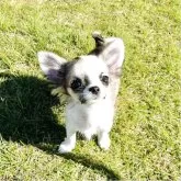 チワワ(ロング)