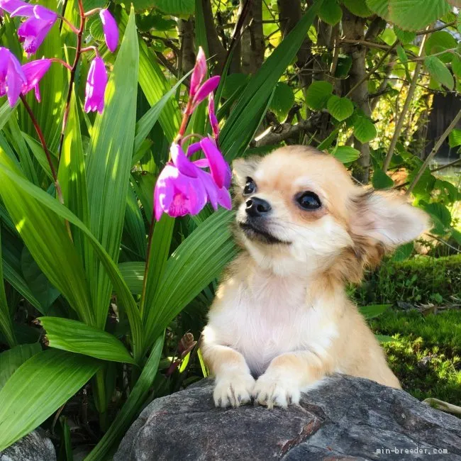 ID:2104-03272の子犬