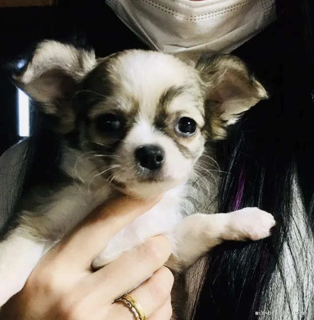 ID:2103-02872の子犬