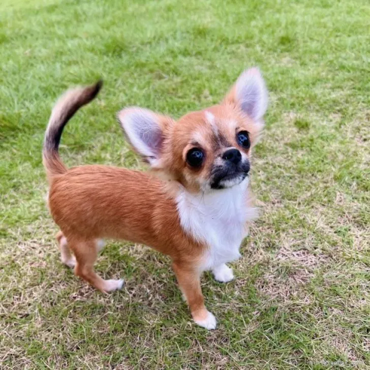 ID:2309-06507の子犬