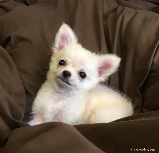 ID:2106-00289の子犬