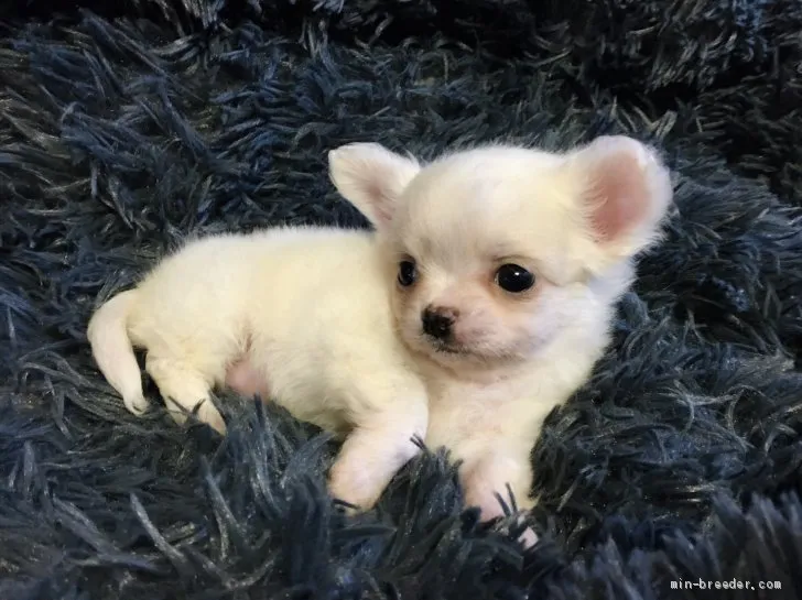 ID:2103-02012の子犬