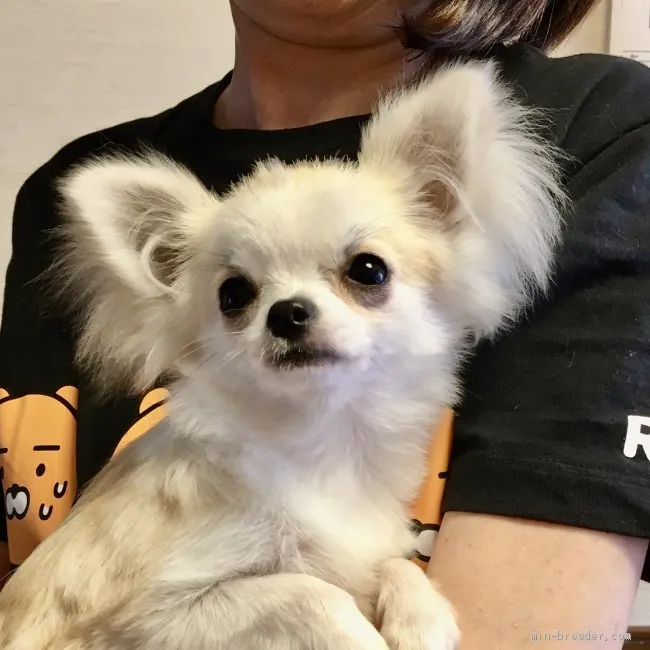 ID:2106-00456の子犬