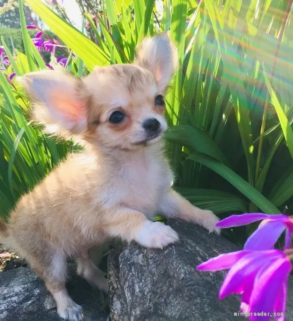 ID:2104-02988の子犬