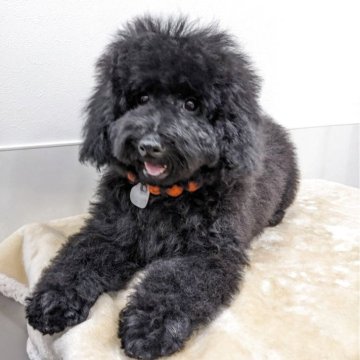 ミニチュアプードル【滋賀県・女の子・2024年11月22日・ブラック】の写真「元気いっぱい、可愛い女の子です」