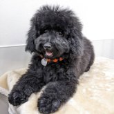 ミニチュアプードル