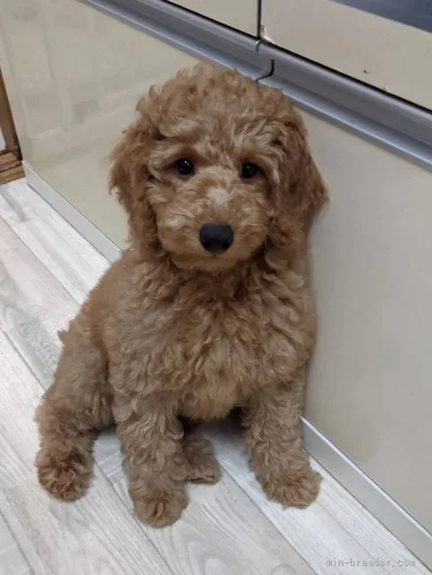 ID：2201-01675の子犬