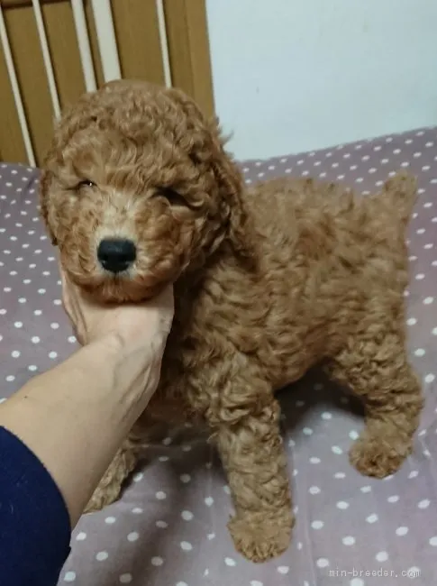 F.K 様のお迎えした子犬