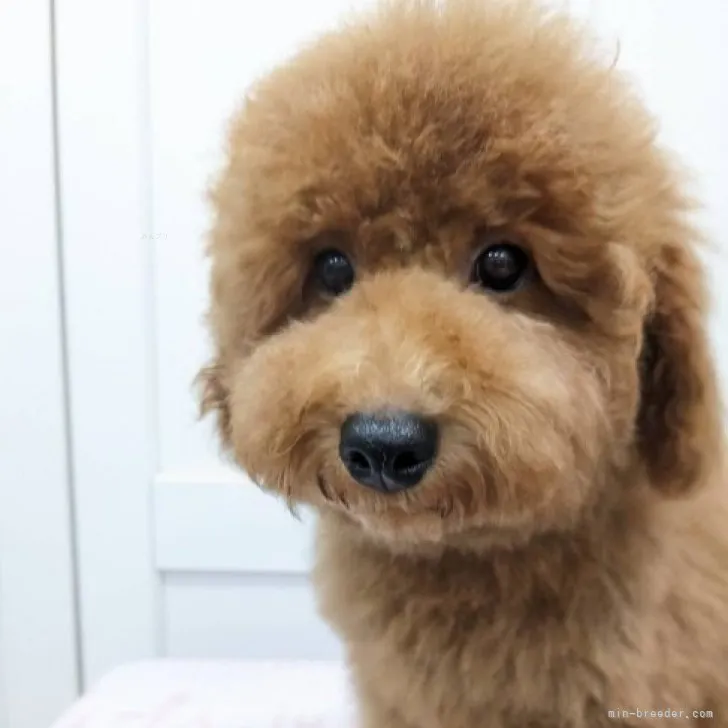 ID：2307-06693の子犬