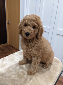 ミディアムプードル【滋賀県・女の子・2021年10月23日・レッド】の写真「大きめで人懐こい女の子です」