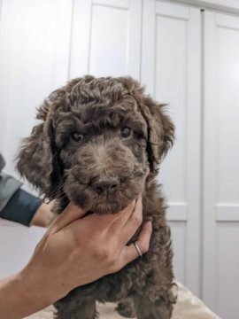 スタンダードプードル【滋賀県・女の子・2022年1月15日・ブラウン】の写真「しっかりした女の子です」