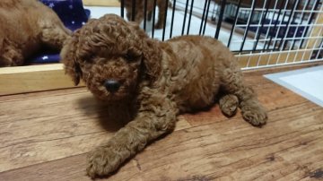 ミディアムプードル【滋賀県・男の子・2019年9月3日・レッド】の写真「人懐っこいレッドの男の子です」