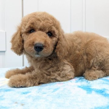 ミディアムプードル【滋賀県・女の子・2023年6月13日・オレンジフォーン】の写真「体格がしっかりした大きめの女の子です」