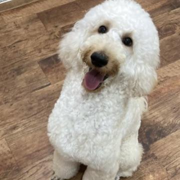 スタンダードプードル【滋賀県・女の子・2021年10月3日・クリーム】の写真「とても性格が良く小柄でかわいい子です」