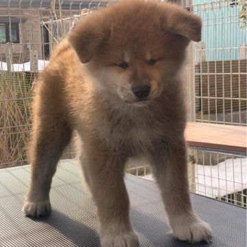 秋田犬【青森県・男の子・2024年1月11日・赤】の写真「父犬名誉章（日本一）母犬名誉章直子」