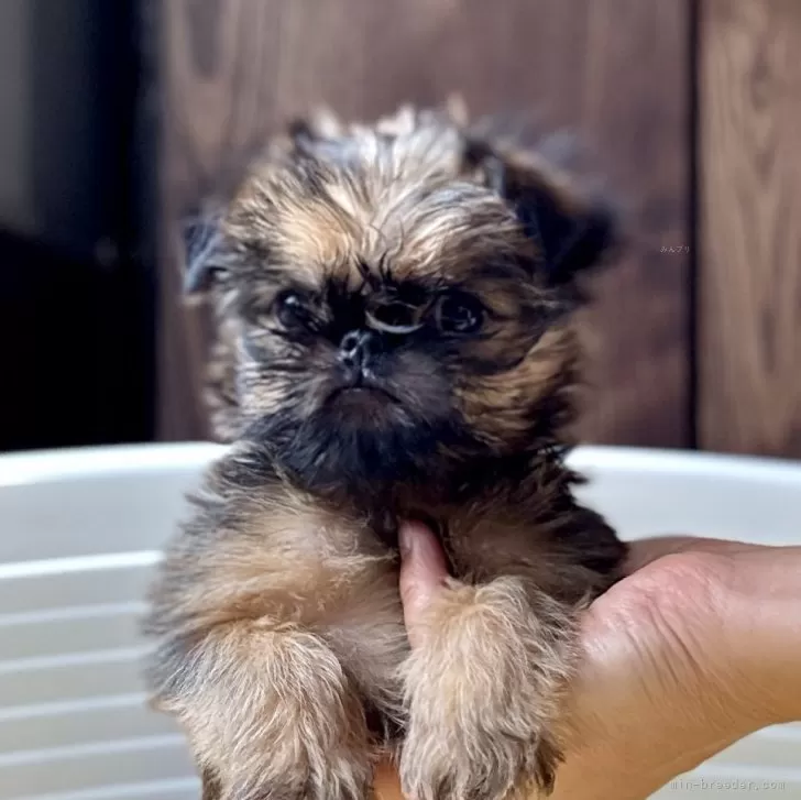 ID：2504-07814の子犬