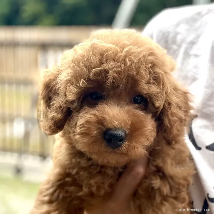 ID：2508-05247の子犬