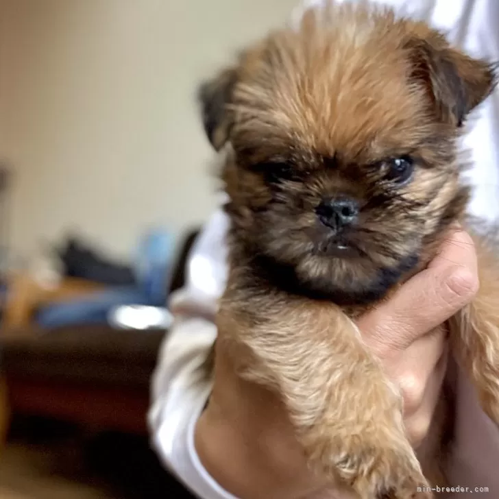 ID：2504-07816の子犬