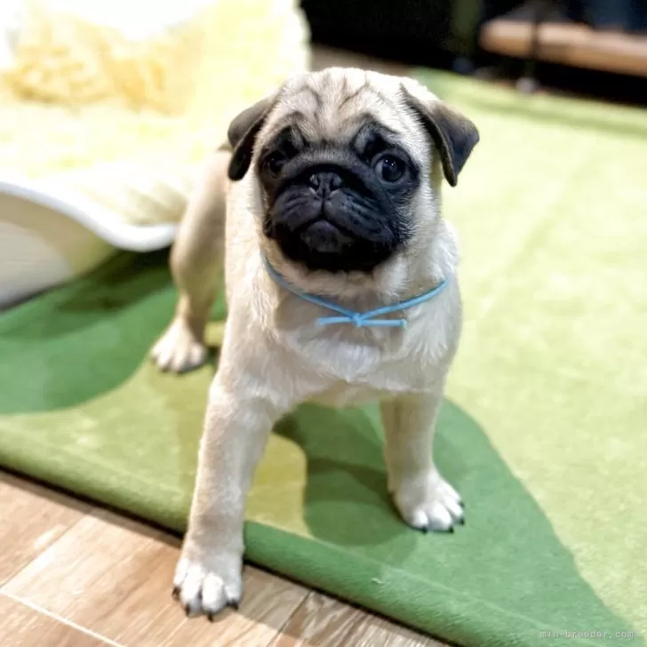 ID：2509-06562の子犬