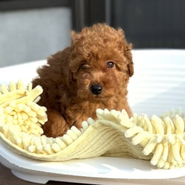 トイプードル(トイ)【山口県・男の子・2025年7月25日・レッド】の写真「甘えん坊さん♪」