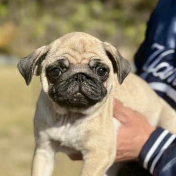 パグ【山口県・女の子・2025年8月24日・フォーン】の写真「すぐにお迎えできます」