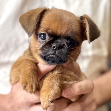 プチブラバンソン【山口県・女の子・2025年7月30日・レッド】の写真「美人さん♡」