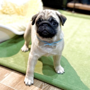 パグ【山口県・男の子・2025年8月24日・フォーン】の写真「すぐにお迎えできます」