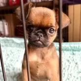 プチブラバンソン【山口県・女の子・2024年12月31日・レッド】の写真1