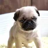 パグ