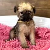 ブリュッセルグリフォン【山口県・女の子・2024年9月12日・レッド】の写真1