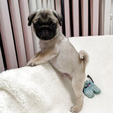 パグ【神奈川県・男の子・2025年6月22日・フォーン】の写真「ババに似た　しっかりした身体の男の子です」