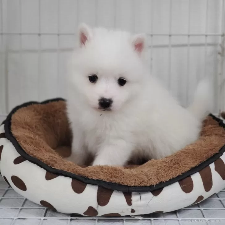 ID:2412-01362の子犬