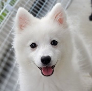 日本スピッツ【静岡県・女の子・2025年7月18日・ホワイト】の写真「動画可愛いよ❤️
年末セール中」