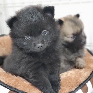 ポメラニアン【静岡県・男の子・2024年10月27日・ブラック】の写真「人なつっこい 😍」