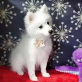 日本スピッツ【静岡県・女の子・2025年7月18日・ホワイト】の写真3