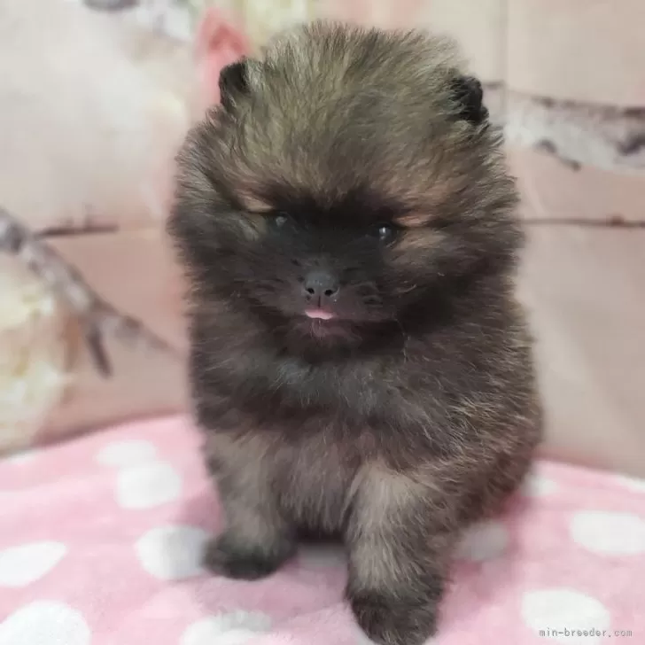 ID：2404-03402の子犬