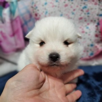 日本スピッツ【静岡県・男の子・2023年6月21日・ホワイト】の写真「おめめが開きました♡」